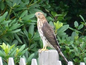 Falcon on the Fence