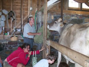 Dad sweet talking the cow