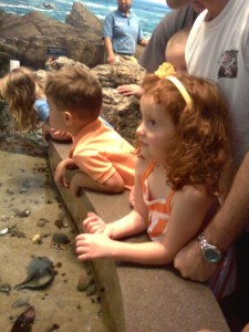 Learning About Horseshoe Crabs
