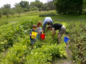 Picking Beans: Burke, Maggie, Grandpa, Nana