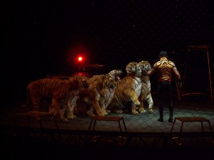 Mommy's Favorite: Tigers!